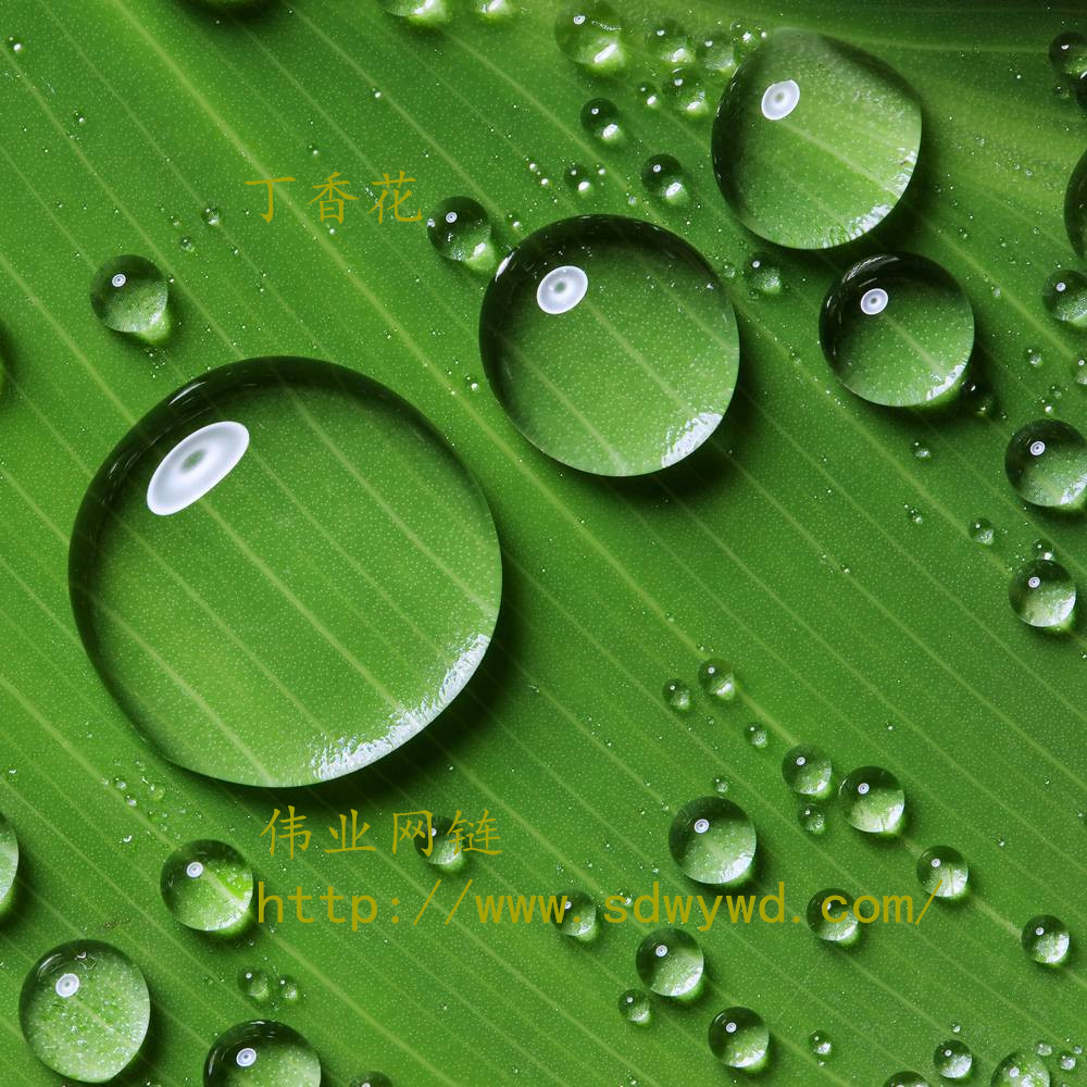 偉業(yè)網(wǎng)鏈.jpg